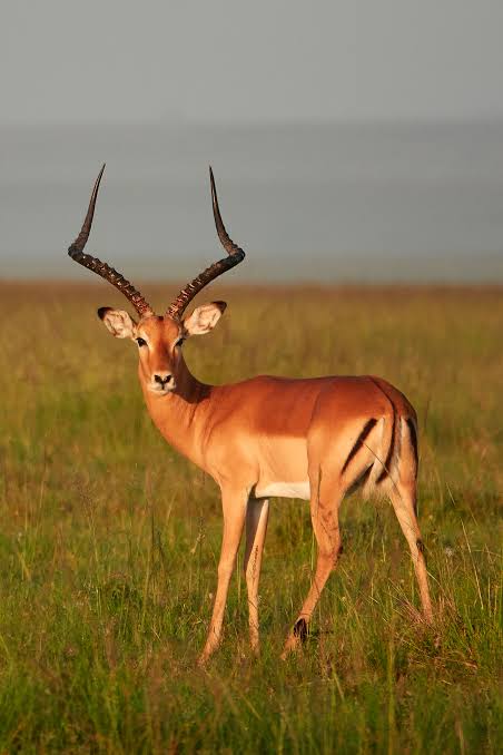 Premium Impala Meat
