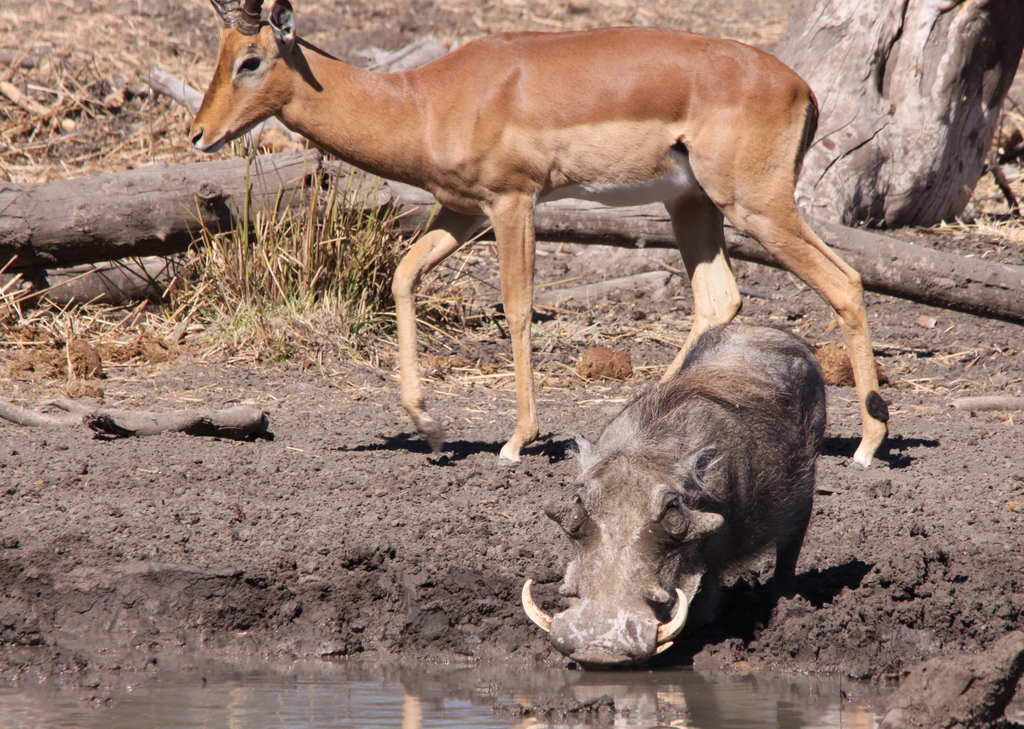 Wild Game Combo Pack - Image 2